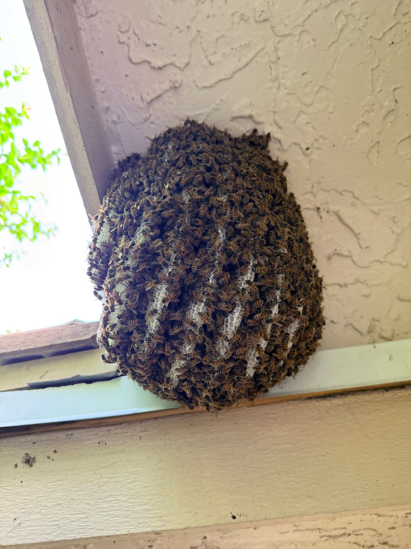 An established beehive built into the corner of a covered porch ceiling.