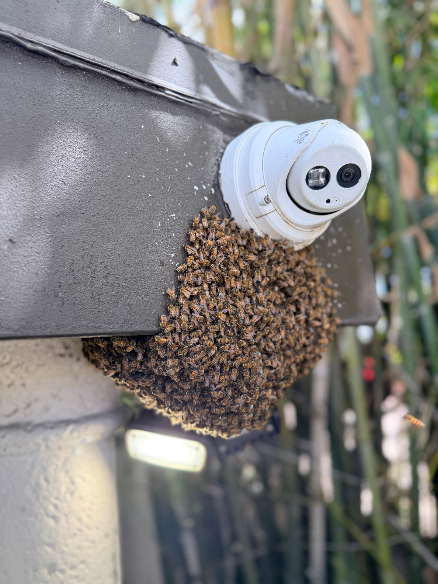 A beehive built beneath a security camera on a commercial building.