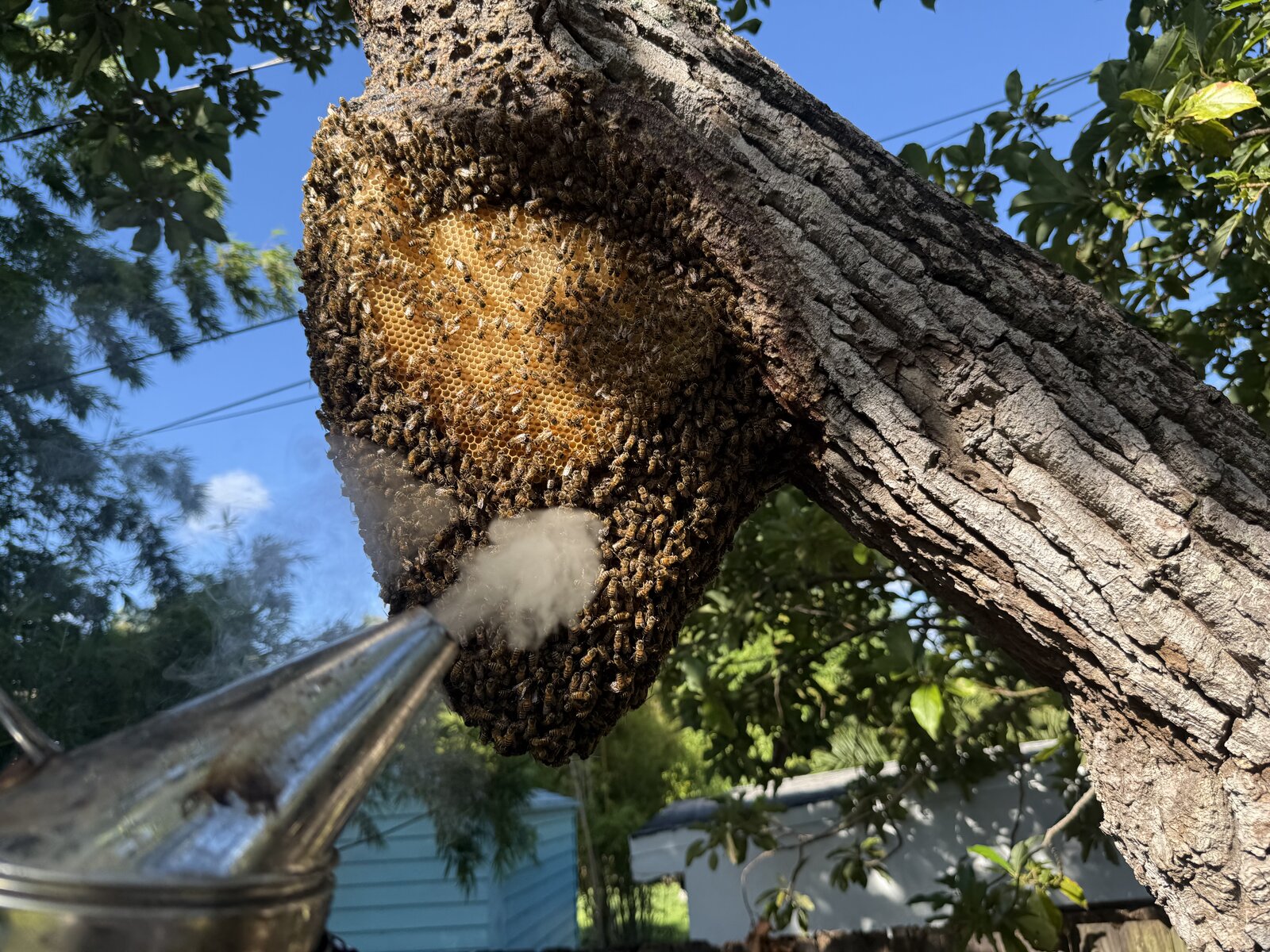 A beekeeper using a smoker on an exposed hive hanging from a tree branch.