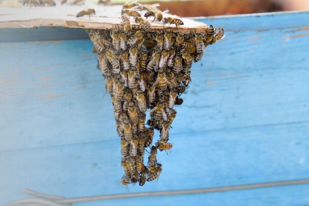 Bee removal and relocation service in South Florida.