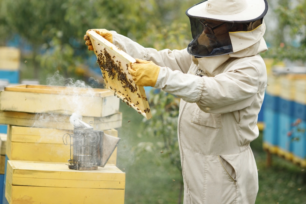Bee removal and relocation service in South Florida.