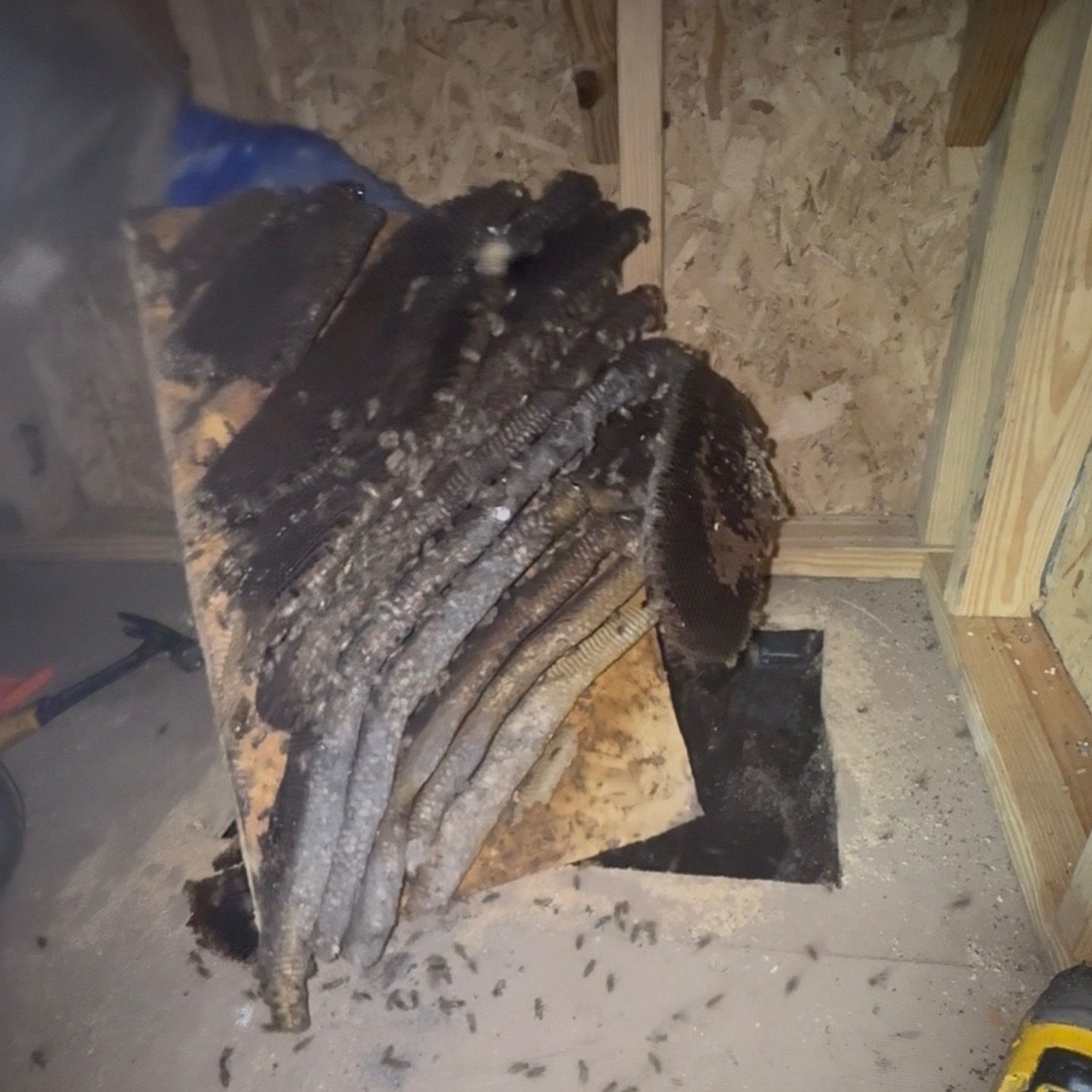 Large honeycomb structure removed from attic floor cavity