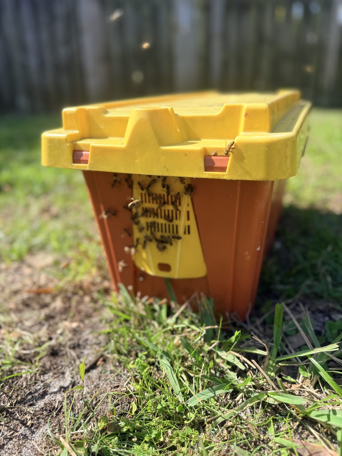 Bee trap box used during live bee relocation