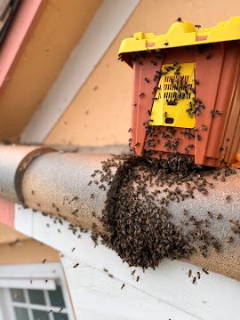 Bee trap on gutter with swarm