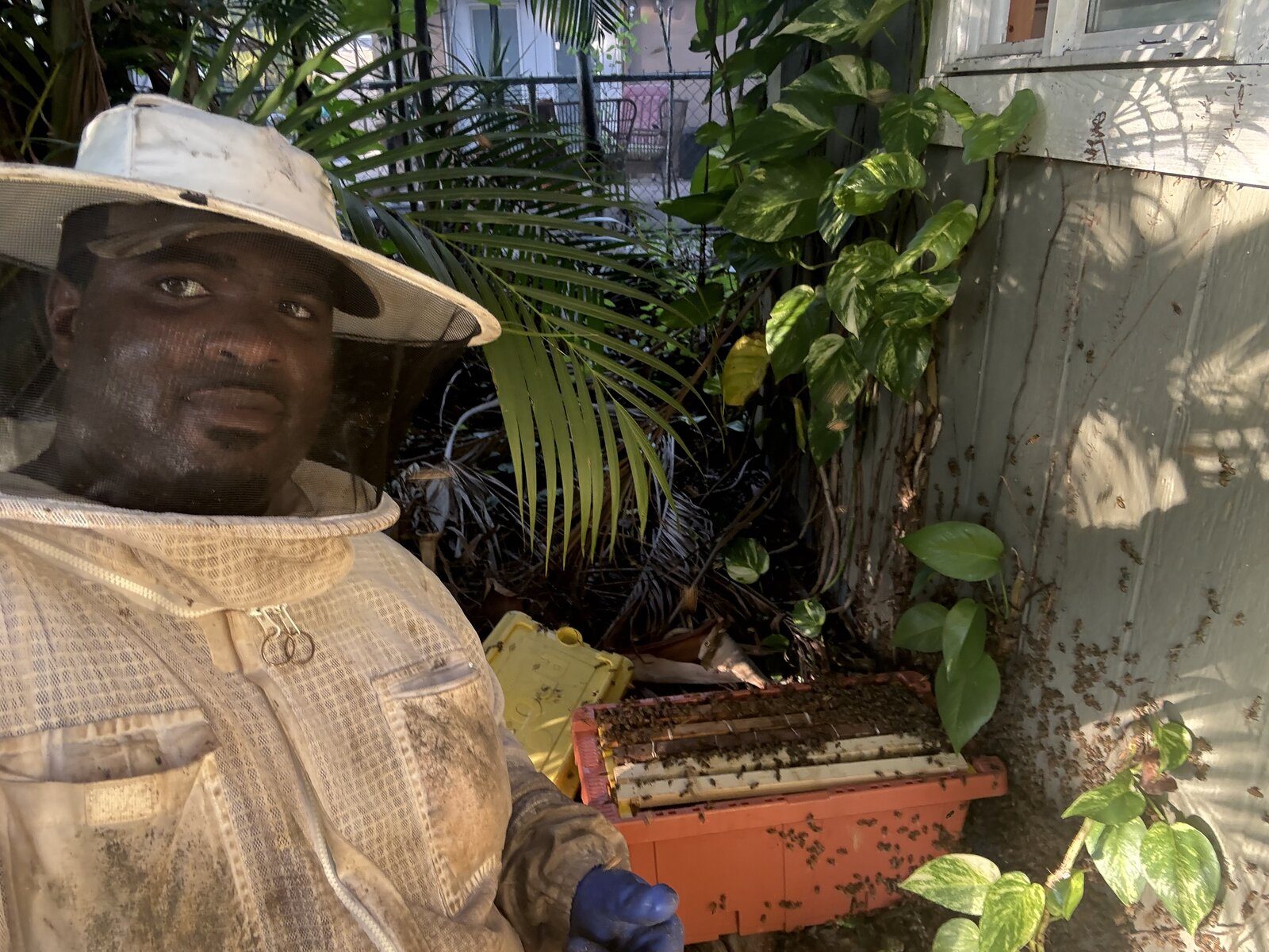 Ben from Ben and Bees in beekeeping suit relocating live bees into hive box