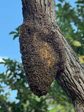 Established bee colony on tree trunk