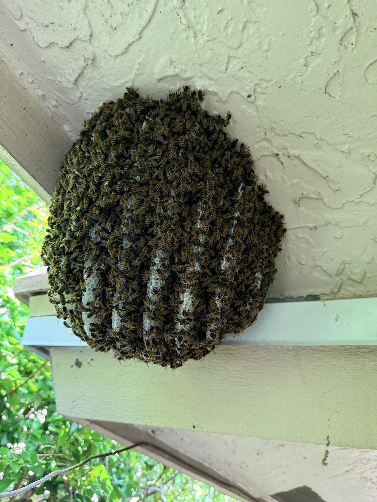 Tight cluster of honeybees nesting under residential eave