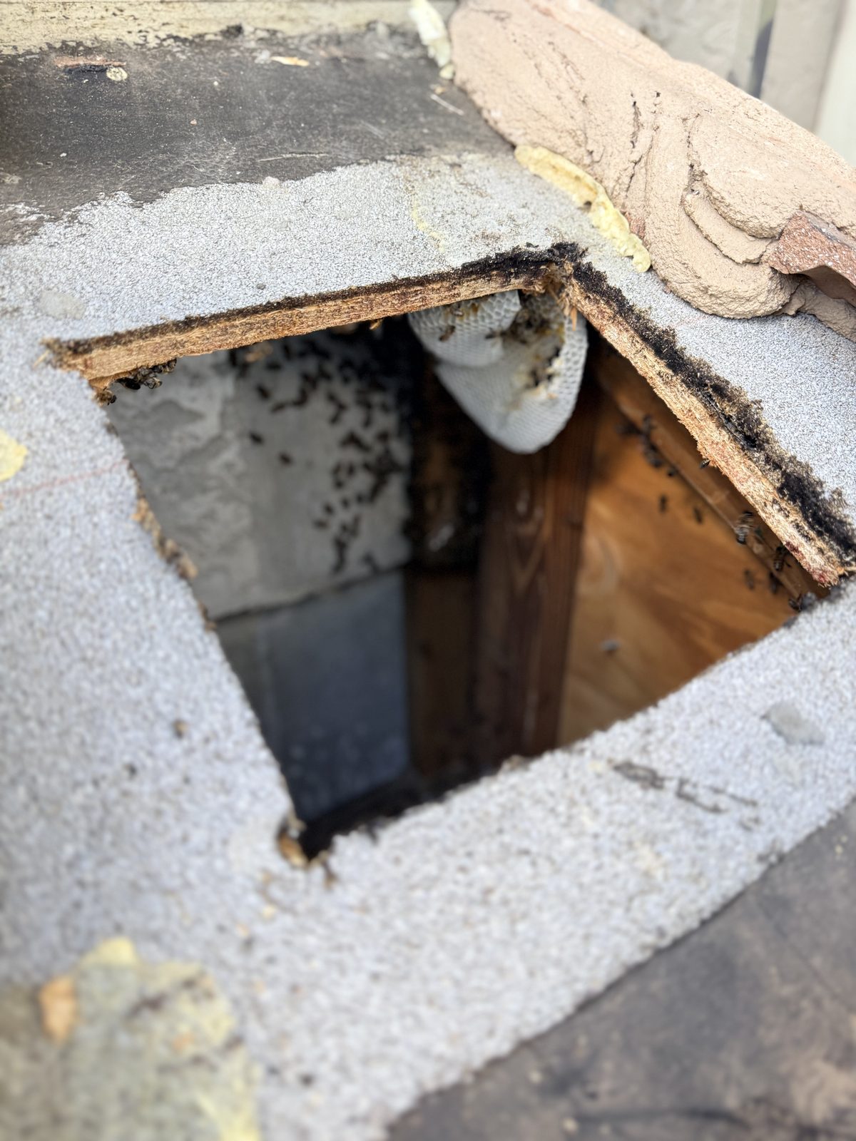 Hidden hive inside roof structure