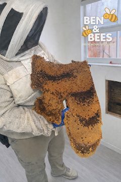 Beekeeper holding large honeycomb removal