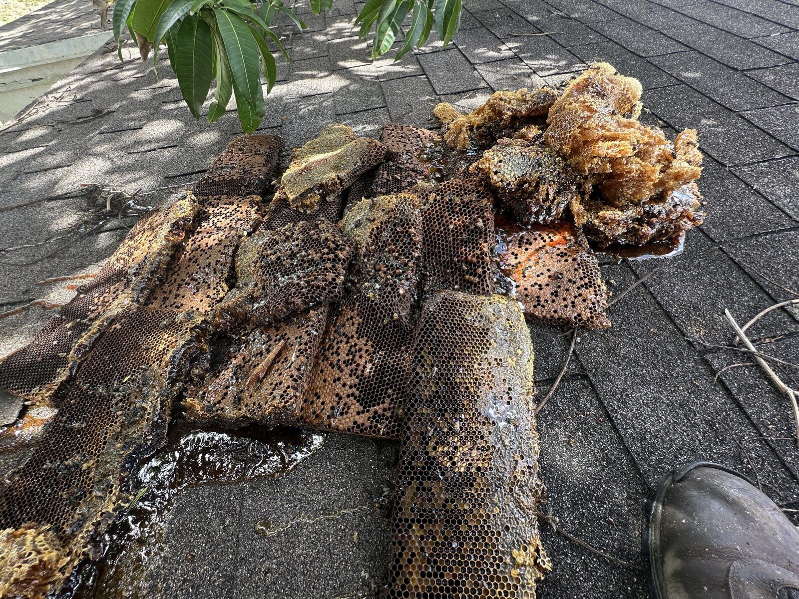 Large mature honeycomb colony pulled from shingle roof during professional bee removal