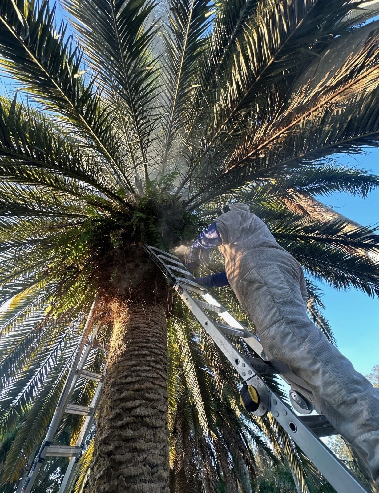 Beekeeper in protective suit removing bee colony from tall palm tree in South Florida
