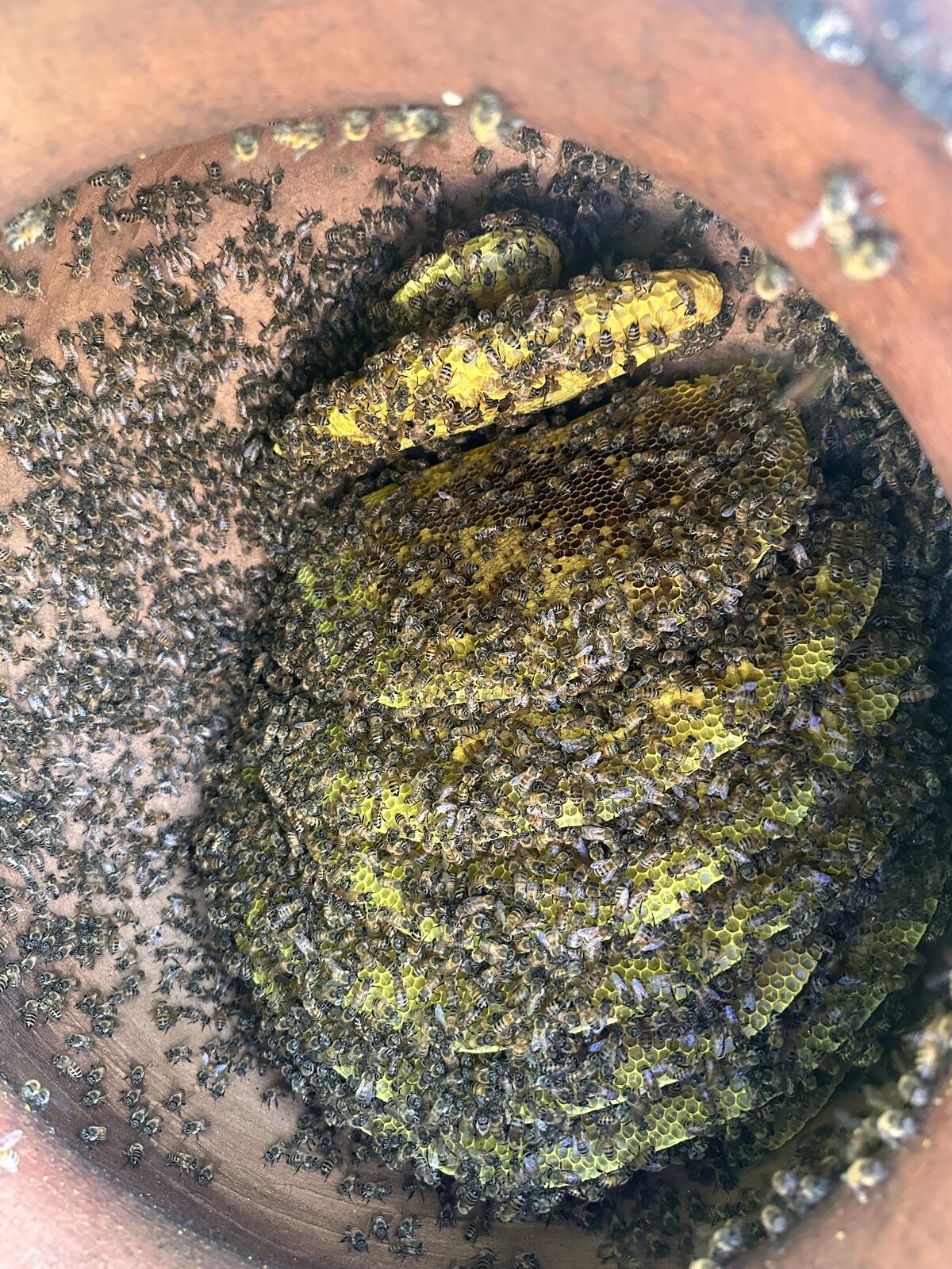 Established honeybee colony with fresh comb inside terracotta planter pot