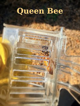 Captured queen bee in cage