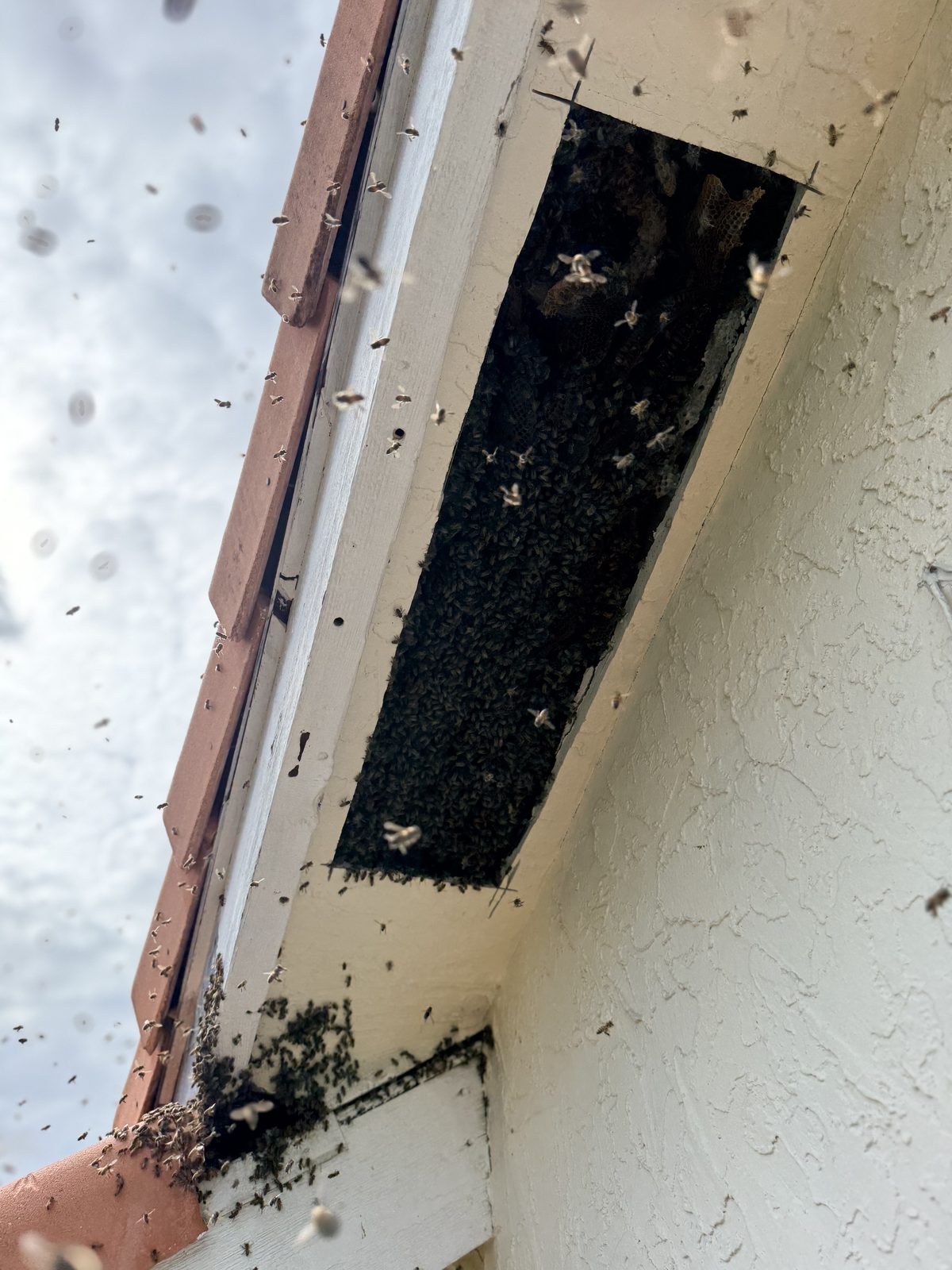 Open roof soffit showing active bee colony removal