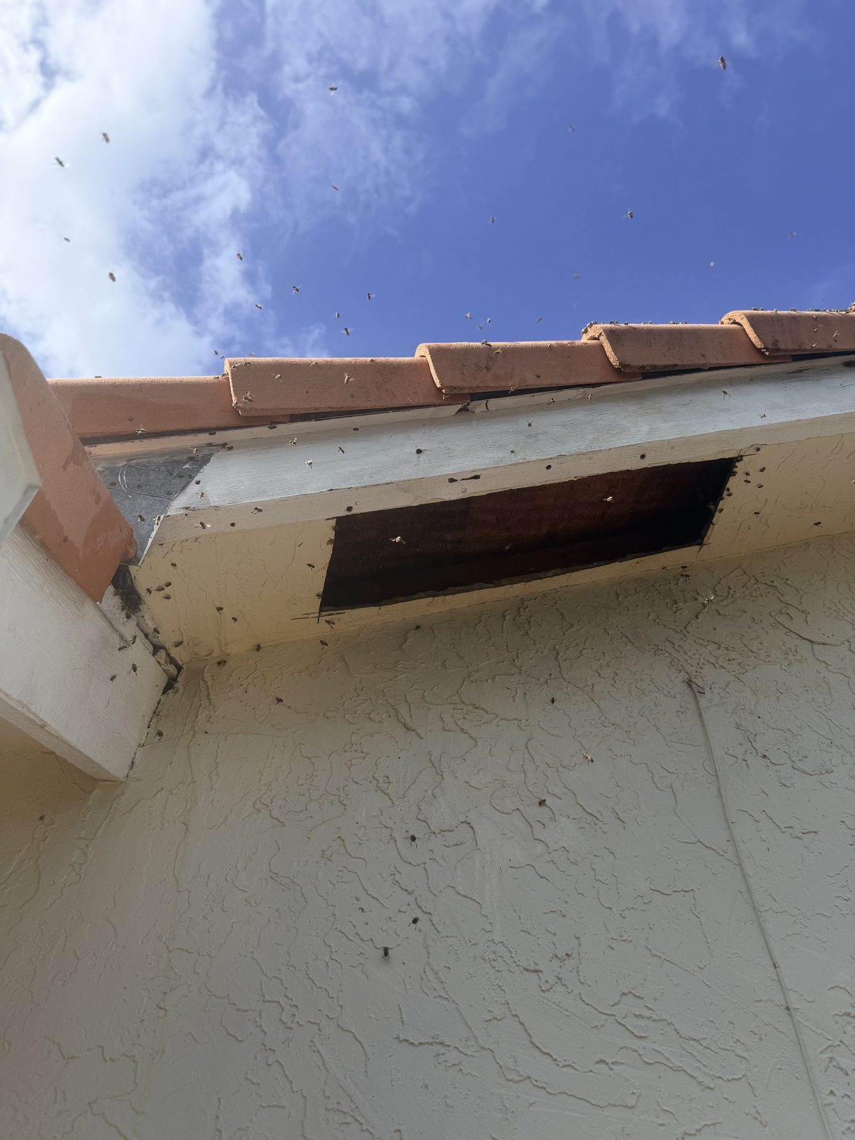 Roofline opening marked for bee removal access