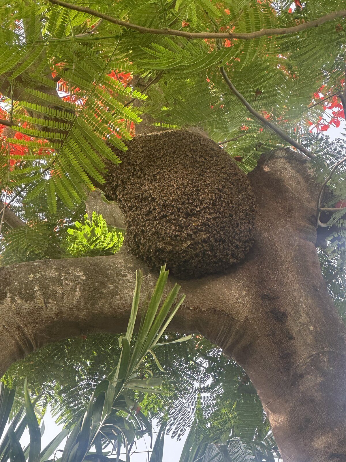 Large honeybee swarm hanging from royal poinciana tree branch in bloom in South Florida