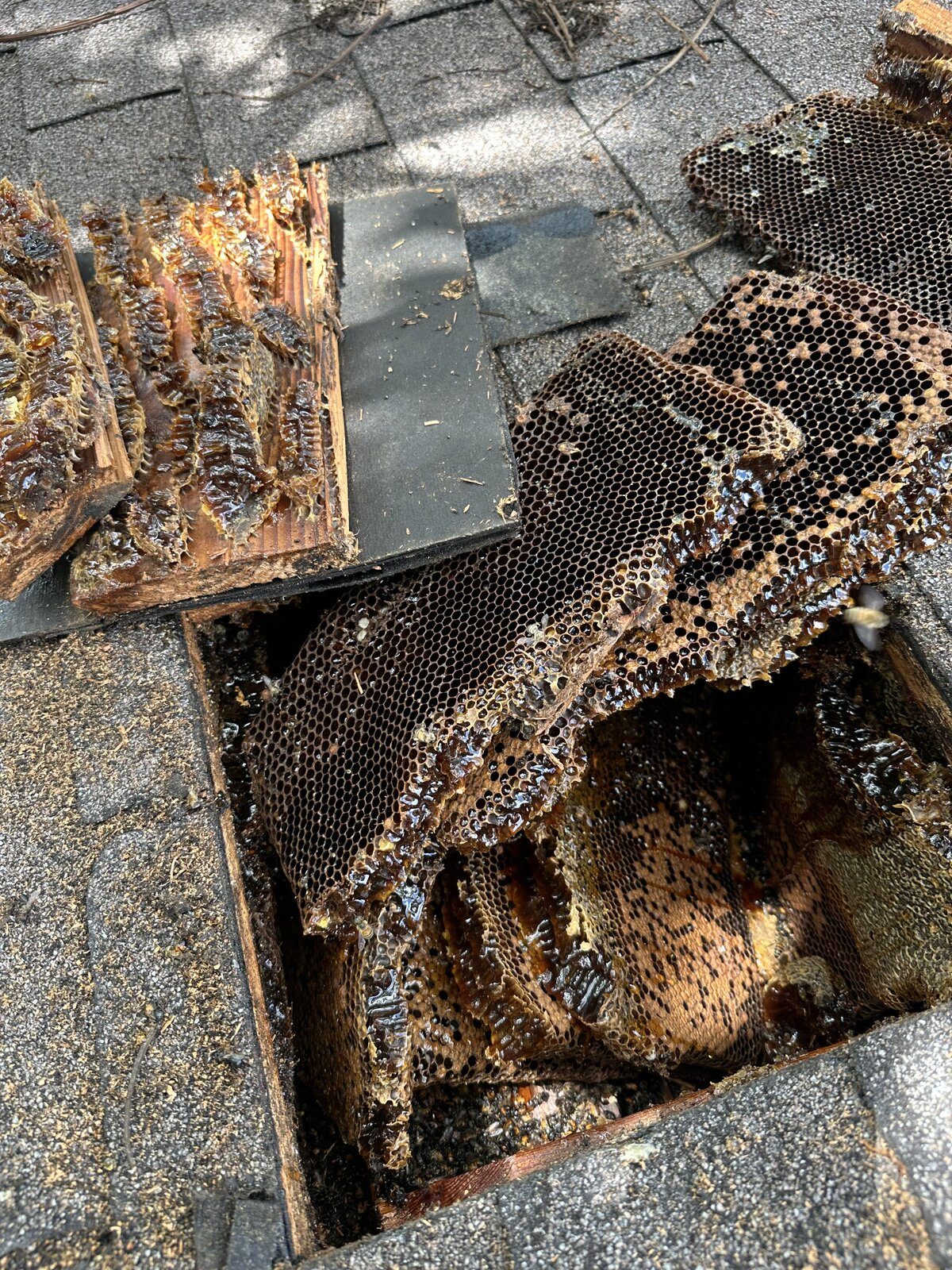Honeycomb and bee colony extracted from beneath asphalt shingle roof in Broward County