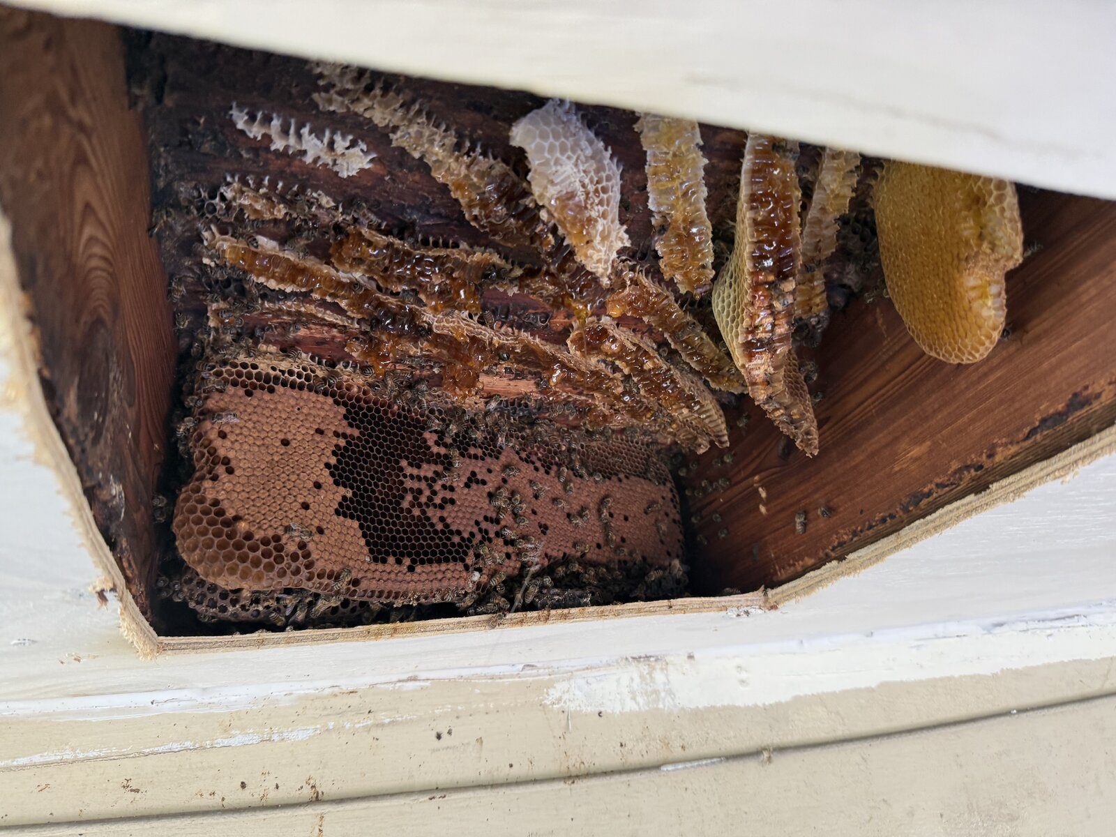 Exposed honeycomb hanging from soffit during professional bee removal