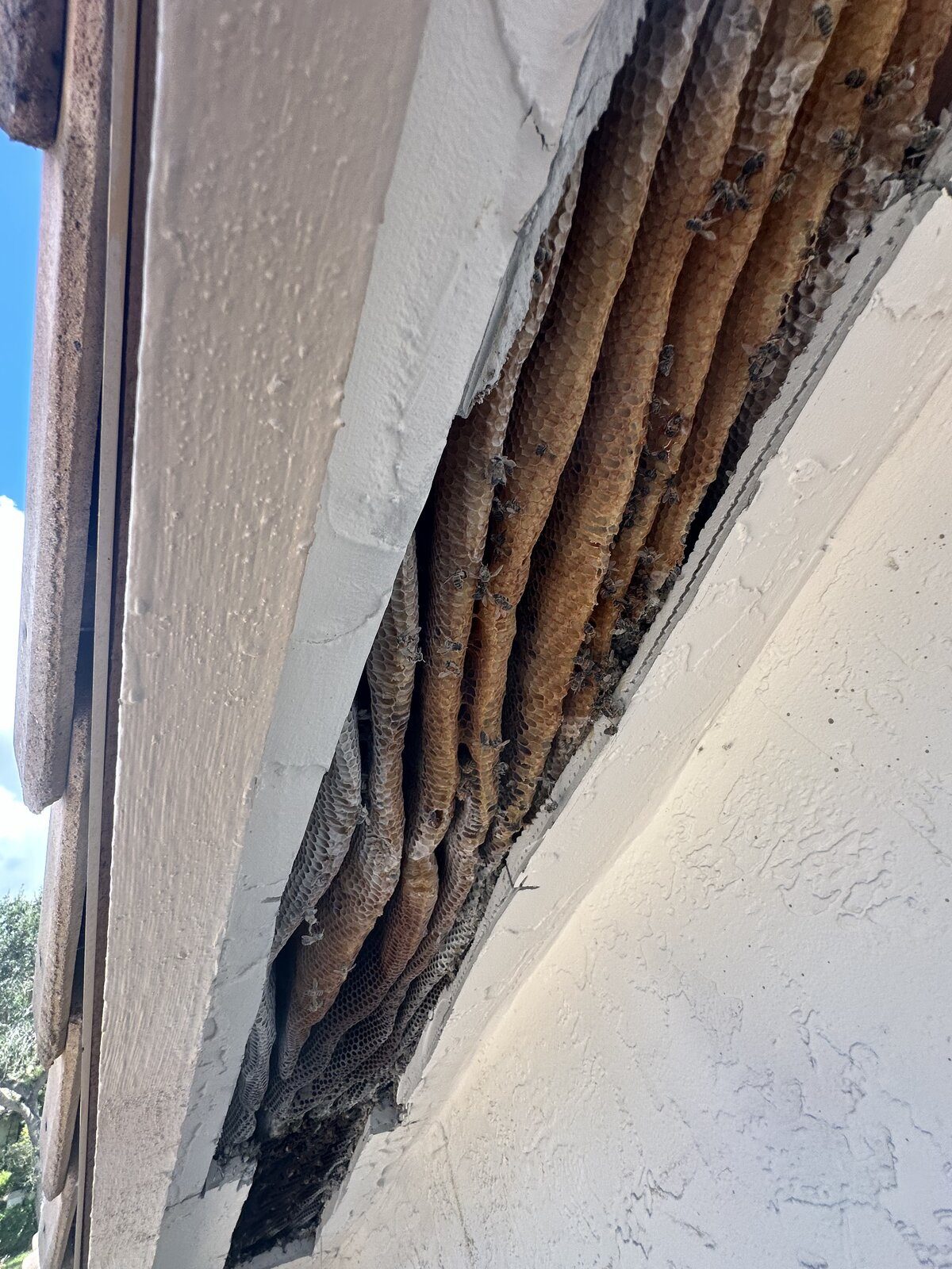 Honeycomb built between stucco eave and wall of South Florida home