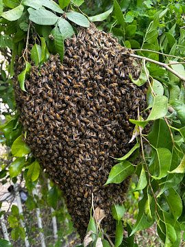 Large bee swarm hanging from tree