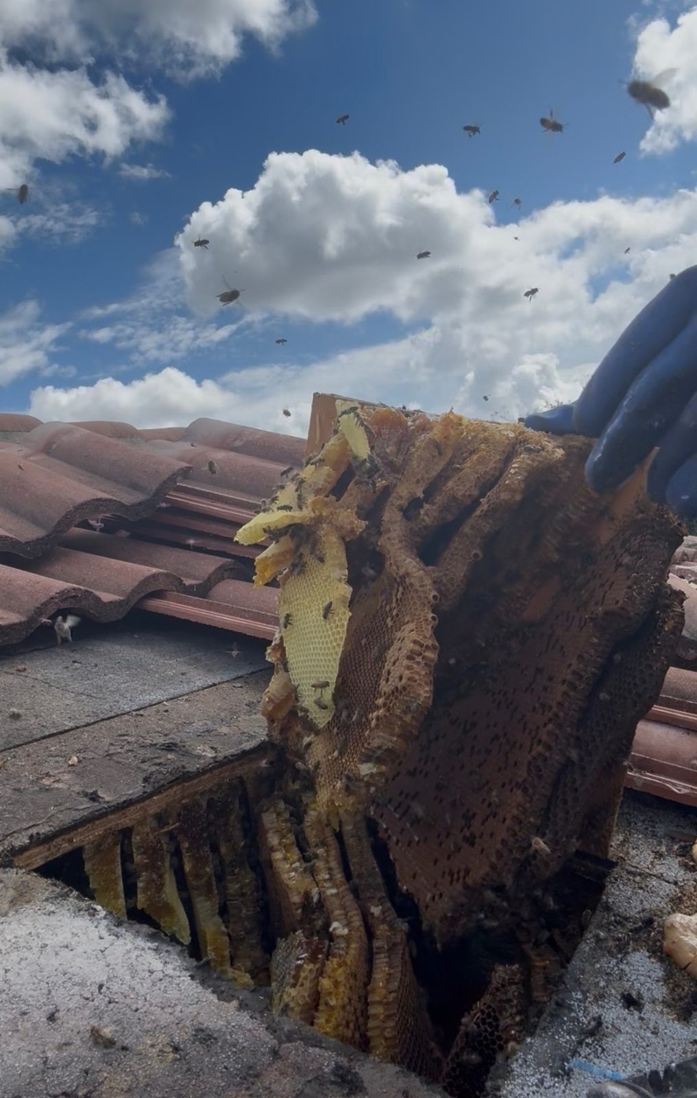 Massive honeycomb extracted from beneath barrel tile roof in Miami