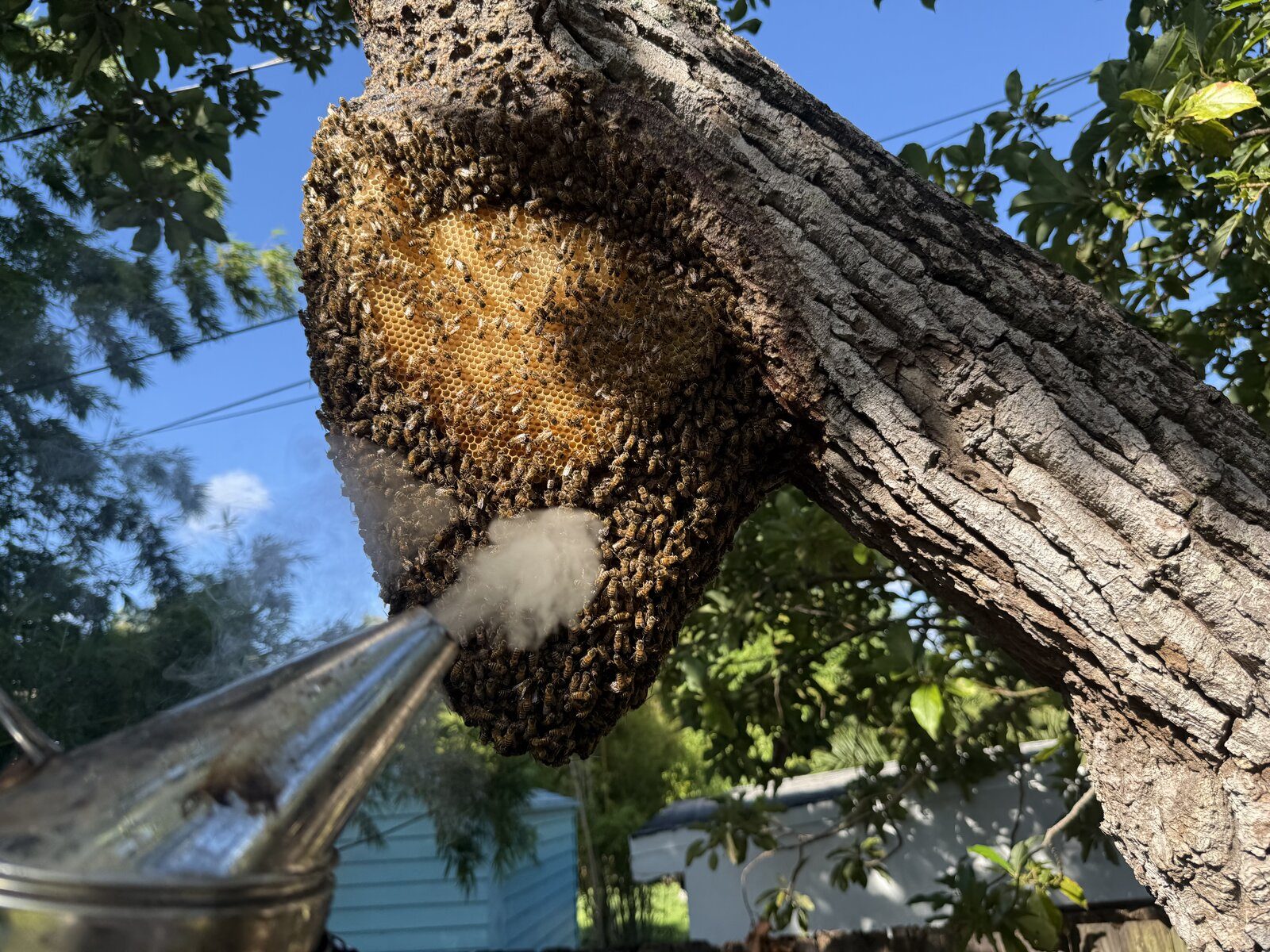 Beekeeper using smoker to calm bees on exposed tree hive in Broward County