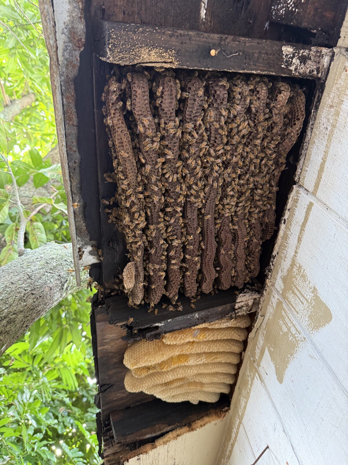 Active honeybee colony exposed inside exterior wall cavity