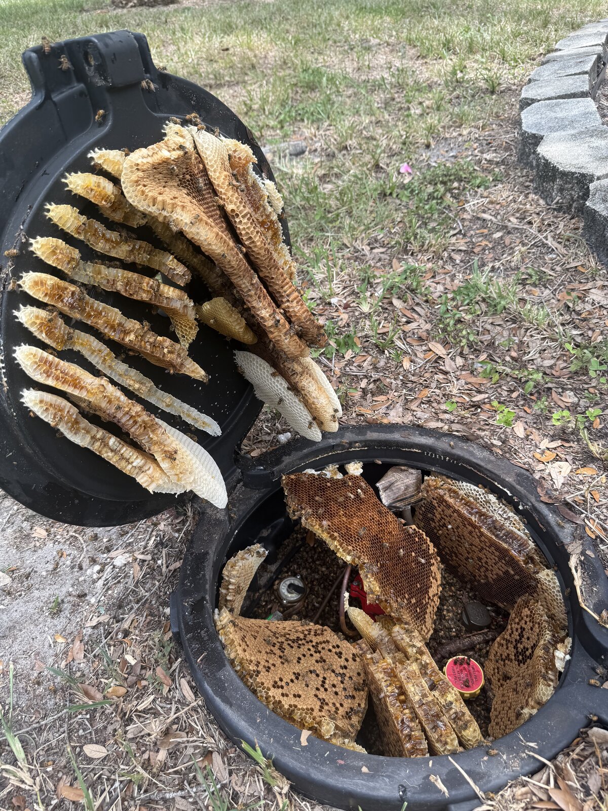 Honeycomb frames lifted out of an underground utility box during relocation.